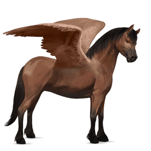 poni pegaso shetland bayo