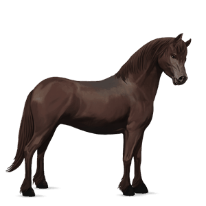 poni fjord brunblakk
