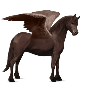 poni pegaso fjord brunblakk