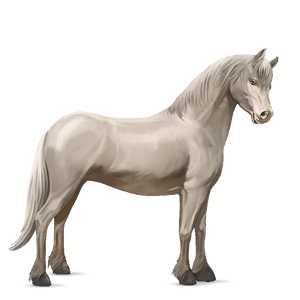 poni welsh gris claro