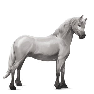 poni shetland gris tordo