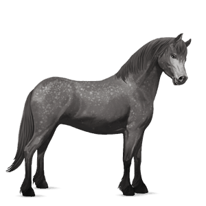 poni shetland pío tobiano alazán