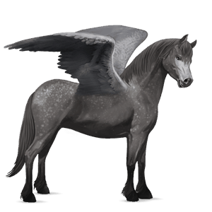 poni pegaso poni de silla belga gris tordo