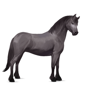 poni fjord brunblakk