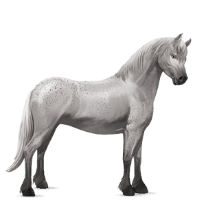 poni fjord brunblakk