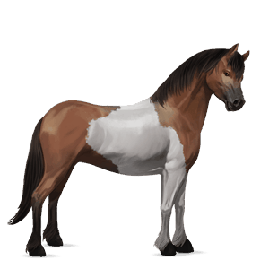 poni fjord brunblakk