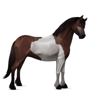 poni fjord brunblakk