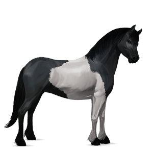 poni fjord brunblakk