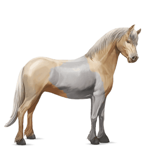 caballo de montar criollo argentino pío tobiano alazán