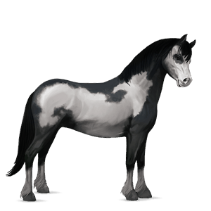 poni poni de silla belga gris trucha