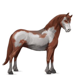 poni kerry bog pío tobiano gris tordo