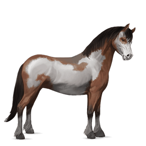poni chilote bayo