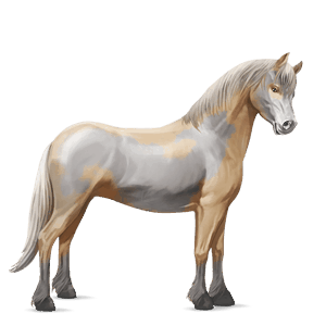 poni chilote bayo tostado