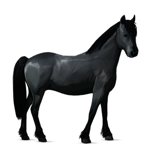 caballo de montar pura raza española gris claro