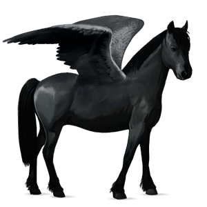 poni pegaso fjord brunblakk