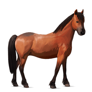 poni shetland alazán crines lava