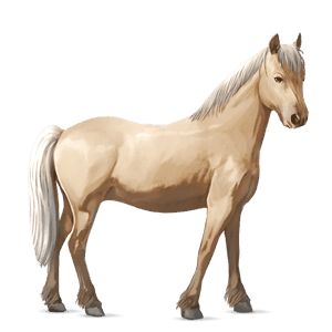 poni conemara gris claro