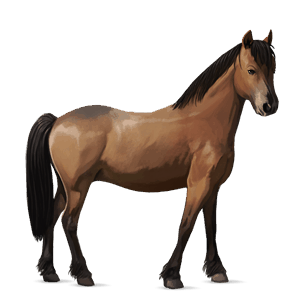 poni bayo