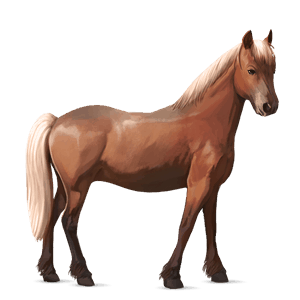 poni negro