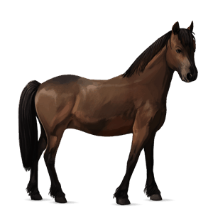 poni welsh gris tordo