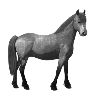 poni shetland gris tordo