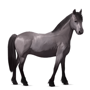 poni quarter poni pío negro tobiano