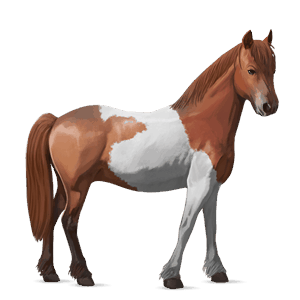 poni quarter poni gris trucha