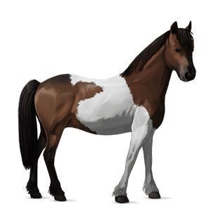 poni losino negro