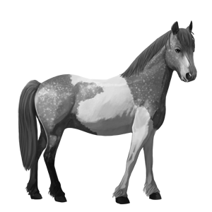 poni shetland palomino