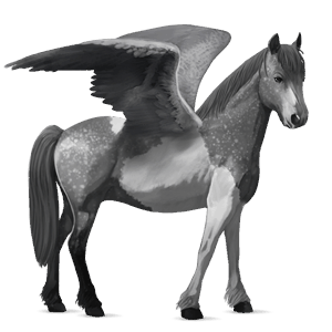 poni pegaso kerry bog negro