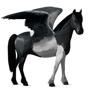 poni pegaso kerry bog pío negro tobiano