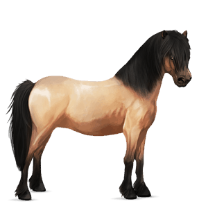 caballo de montar gypsy vanner pío tobiano bayo tostado