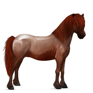 poni shetland bayo tostado