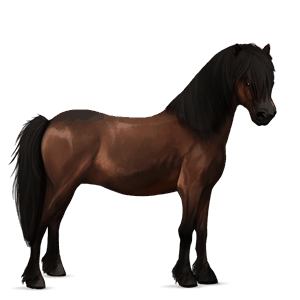 poni conemara bayo tostado