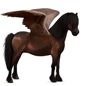 poni pegaso fjord brunblakk