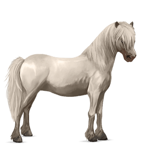 poni quarter poni cremello