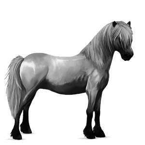 poni fjord brunblakk