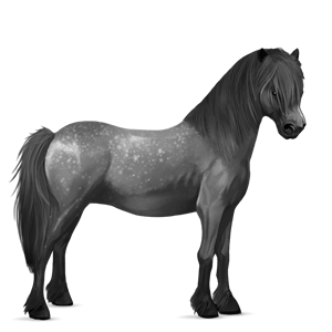 caballo de montar kwpn gris tordo