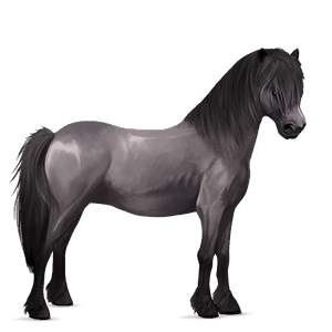 poni quarter poni gris trucha