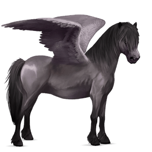 poni pegaso poni highland gris tordo