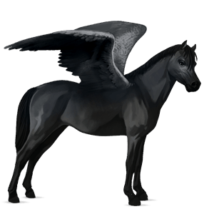 poni pegaso poni de silla belga negro