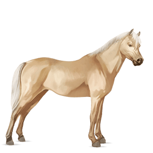 poni conemara gris tordo
