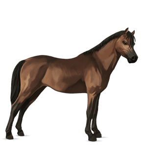 poni welsh bayo