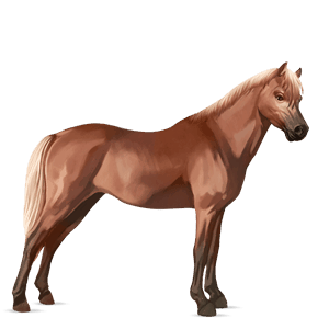 poni kerry bog pío tobiano bayo