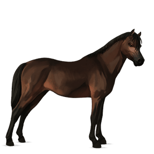 poni losino negro