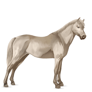 caballo de montar pura raza española gris tordo