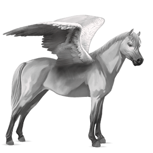 poni pegaso conemara gris claro