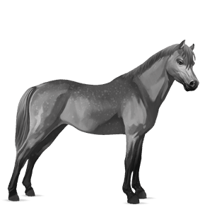 poni shetland bayo tostado