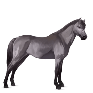 poni poni highland gris ratón