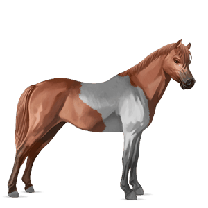 poni shetland pío tobiano alazán